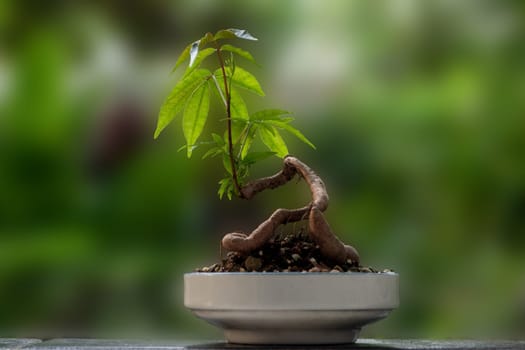 The Small Hog plum setting put it in a small pot as a mini bonsai