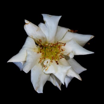 The wounded petals of a withering rose isolated on black background