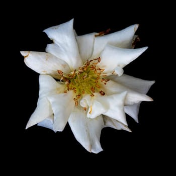 The wounded petals of a withering rose isolated on black background