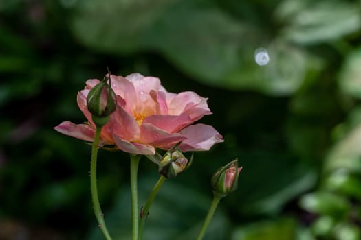 Shape and colors of imperfect roses that bloom in Tropical climates