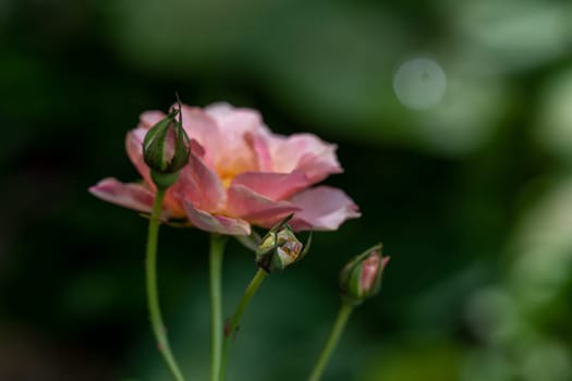 Shape and colors of imperfect roses that bloom in Tropical climates