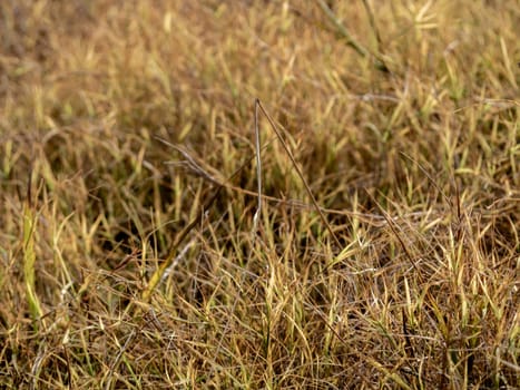 The grass growth on dried wasteland along the road