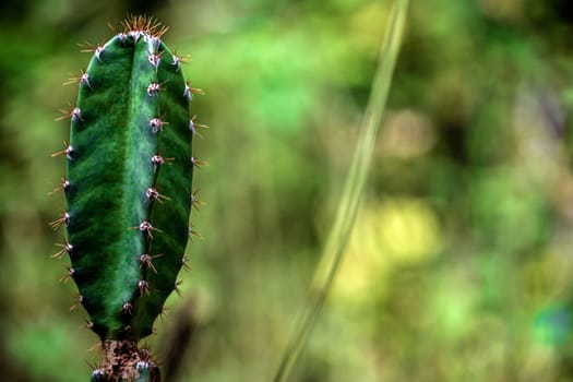 The plump and spiky spines of Cereus Peruvianus cactus