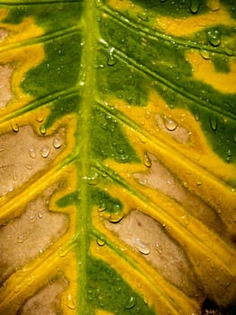 The wounded surface of a withering Alocasia leaf