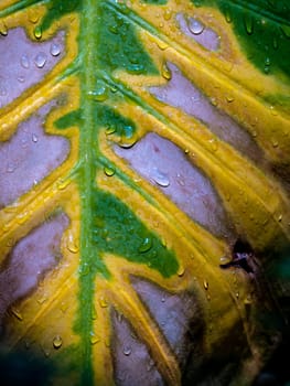 The wounded surface of a withering Alocasia leaf