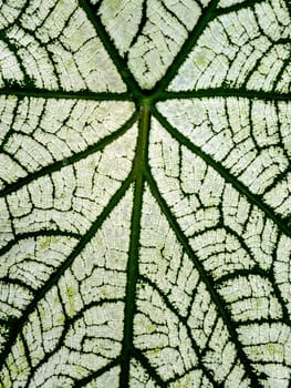 The green pattern on the white surface on the leaf of Caladium bicolor