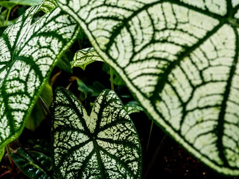 The green pattern on the white surface on the leaf of Caladium bicolor