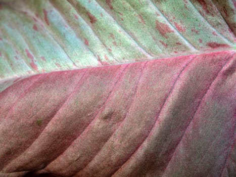 Full frame close up variegated pink pattern on the leaf of Syngonium Pink Splash