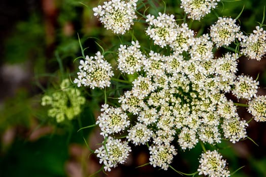 Close-up photo of carrot flower small white flowers forms dense bouquets