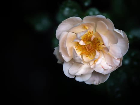 Shape and colors of imperfect roses that blooming in Tropical climates