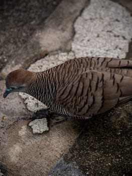 The Zebra Dove walking on the concrete flooring