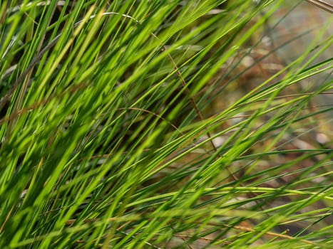 Long blades of grass are overgrown along the walkway