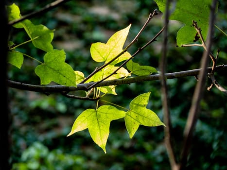 Three-lobed leaves of maple Acer buergerianum