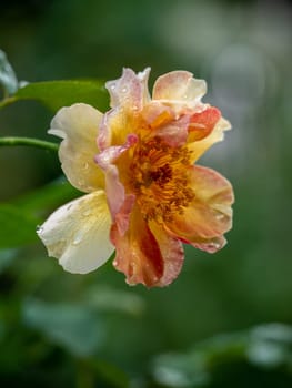 Shape and colors of La Parisienne roses that bloom in the garden