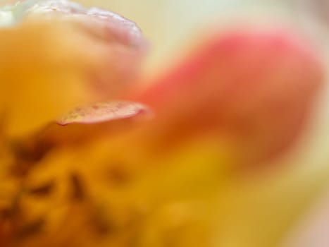 Close-up delicate La Parisienne rose pollens and petals as nature background