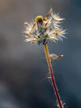 Close-up shot the seed of a Tridax Daisy flower when withering