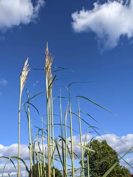 Vibrant green tall grasses sway in the wind under a clear blue sky in Muncie, Indiana, symbolizing tranquility and nature's beauty.