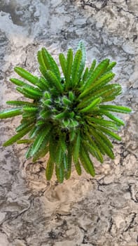 Vibrant green cactus on a textured grey stone surface, showcasing nature's resilience and growth