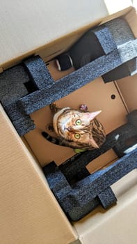 Curious tabby cat peeking out from cardboard box, playful pet surprise in Fort Wayne, Indiana, 2021