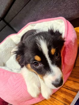 Cute tricolor puppy relaxes in pink pet bed, embodying home comfort and pet care in Fort Wayne, Indiana, 2022.
