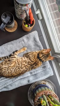 Bengal cat lounging on towel amidst home workspace with colorful origami jar, wooden bowl of stationery, and coffee accessories, under warm daylight.