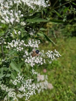 Bumblebee Pollinating White Flowers in Sunny Indiana Garden