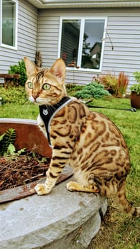 Bengal cat in black harness explores a suburban garden in Fort Wayne, Indiana, depicting pet enrichment and domestic tranquility.