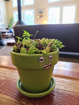 Quirky lime green plant pot with playful face design and succulents, in a warm, inviting indoor environment in Fort Mason, San Francisco, 2023