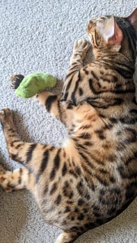 Bengal Cat Relaxing on Carpet with Toy in Tranquil Indoor Setting, Fort Wayne, Indiana, 2021