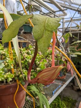 Close-up of tropical pink and yellow flower bud in a Muncie, Indiana greenhouse, showcasing nature's diversity and beauty