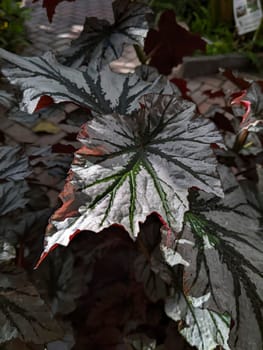 Close-up of a unique leaf with silvery patterns and reddish-brown edges in Muncie, Indiana highlighting natural beauty and environmental concept.