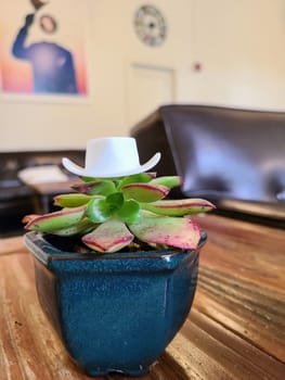 Vibrant succulent in blue pot on rustic wood in cozy home setting, Fort Mason, San Francisco - 2023