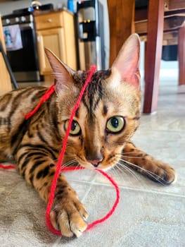 Playful Bengal Cat with Green Eyes Engages with Red Yarn in Domestic Setting, Fort Wayne, Indiana, 2022