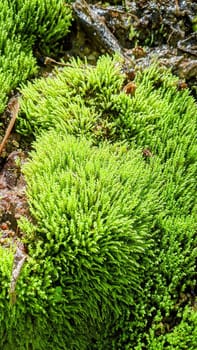 Vibrant Green Moss Close-Up with Dewy Spider Web, Capturing Freshness of Natural Ecosystem, Bloomington, Indiana, 2021