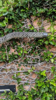 Green ivy climbing on textured brick wall with metal conduit pipe, illustrating coexistence of nature and urban industry