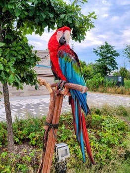 Vibrant Red Macaw Perched on Branch at Switchyard Park, Bloomington, Exhibiting Nature's Splendor in 2022