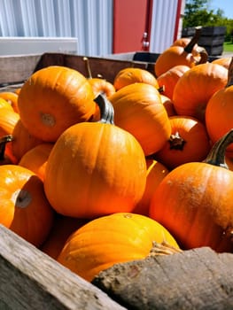 Ripe pumpkins in a rustic crate in rural Indiana, symbolizing autumn harvest and farm freshness