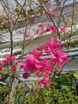 Bright Pink Bougainvillea Flowers in Urban Garden in Muncie, Indiana