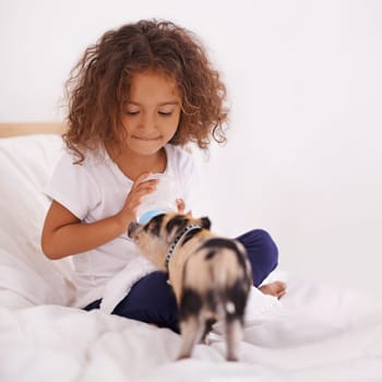 Child, piglet and feeding bottle for food in home, pet care and liquid nutrition on bed in bedroom. Female person, girl and learn responsibility in childhood, love and relax by animal with formula.