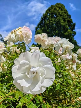 Stunning white roses in full bloom under clear blue sky in a lush summer garden in Oakland, California, 2023