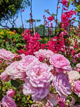 Vibrant pink roses bloom in a sunny community garden in Fort Mason, San Francisco, California, 2023, expressing natural beauty and romance