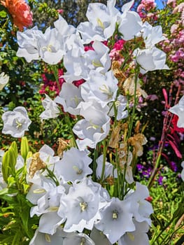 Vibrant close-up of white bell-shaped flowers in full bloom at a lush community garden in Fort Mason, San Francisco, California, 2023