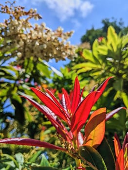 Vibrant red Photinia leaves in focus, with blurred white blossoms and blue sky backdrop in a 2023 sun-drenched Oakland, California garden