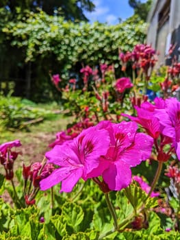 Vibrant pink flowers with visible petal details and water droplets in a lush green garden, under bright daylight in Oakland, California, 2023.