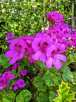 Vibrant pink flowers in full bloom under bright daylight, showcasing natural beauty and vitality in a lush garden setting, Oakland, California, 2023.