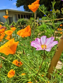 Bright Pink Cosmos Flower Amidst Golden California Poppies in a Sunny Oakland Garden, 2023