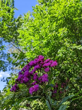 Vibrant Ironweed flowers blooming against lush green foliage under clear blue sky in Muncie, Indiana