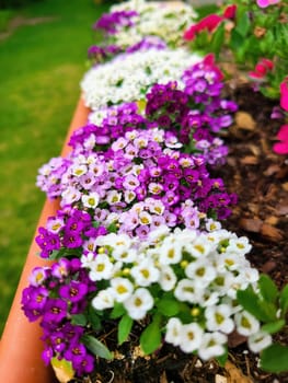 Vibrant springtime display of Sweet Alyssum blooms in a Louisville, Kentucky garden, showcasing a gradient of colors from deep purples to whites under a sunny sky.