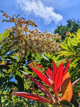 Vibrant Bloom and New Growth under Sunny Skies, Oakland Garden, California, 2023