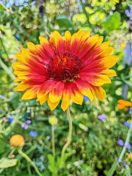 Vibrant close-up of a colorful Gaillardia flower in full bloom, showcasing natural beauty in a lush garden setting, Oakland, California, 2023